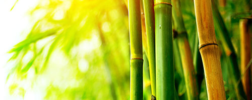 photo of bamboo